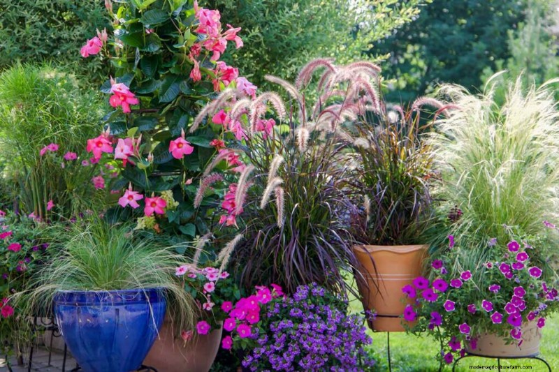 Cultivo de pastos ornamentales en contenedores:una guía completa 