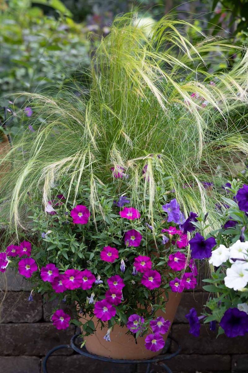 Cultivo de pastos ornamentales en contenedores:una guía completa 