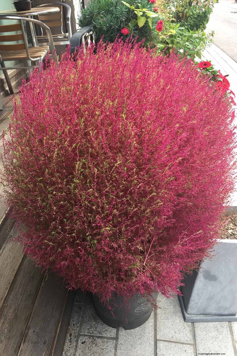 Cultivo de pastos ornamentales en contenedores:una guía completa 
