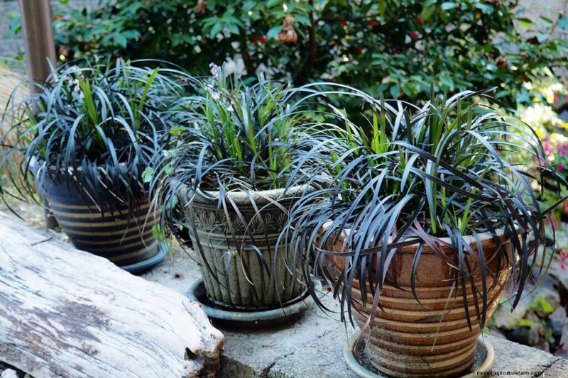 Cultivo de pastos ornamentales en contenedores:una guía completa