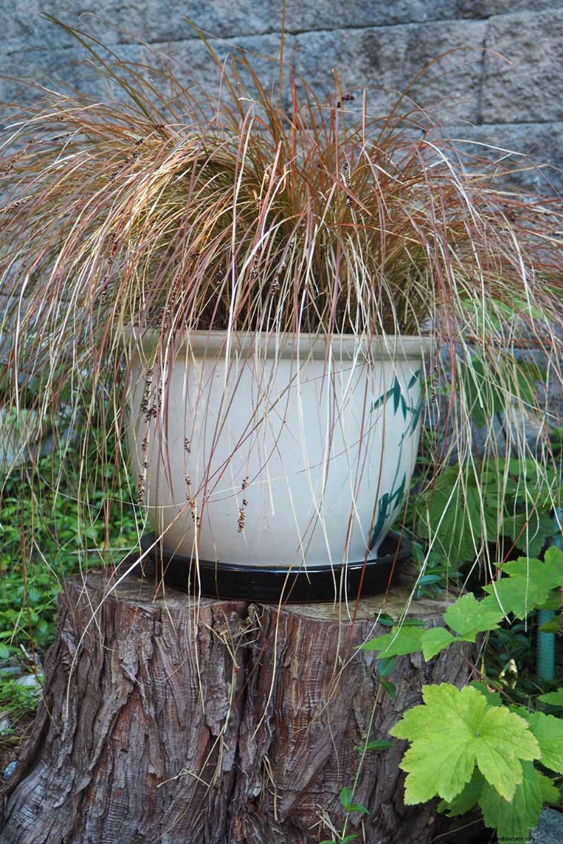 Cultivo de pastos ornamentales en contenedores:una guía completa