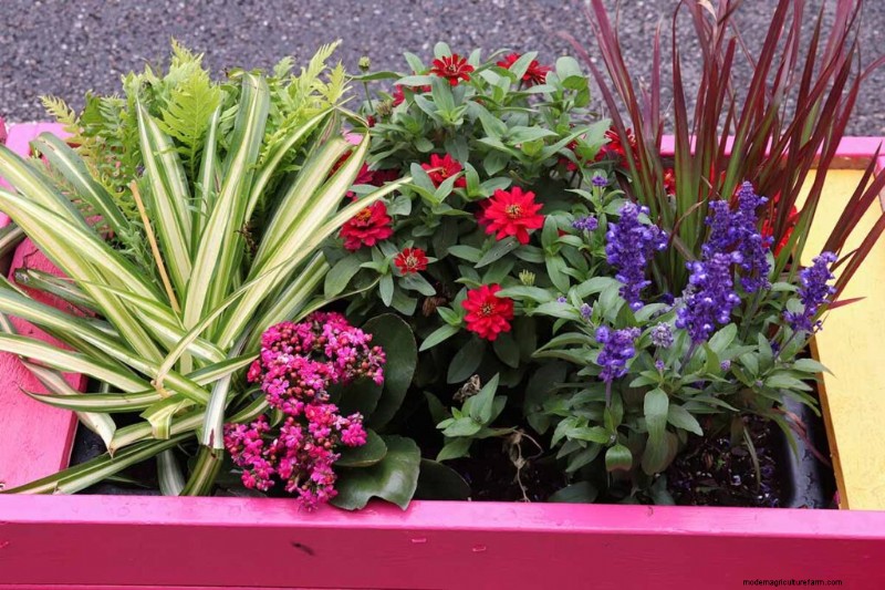 Cultivo de pastos ornamentales en contenedores:una guía completa 