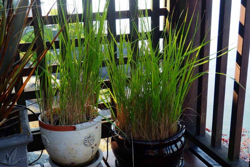 Cultivo de pastos ornamentales en contenedores:una guía completa