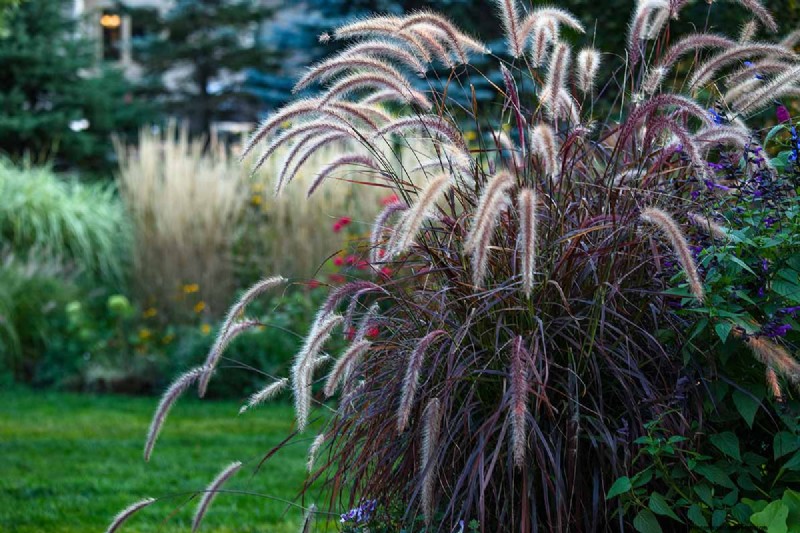 Cultivo de pastos ornamentales en contenedores:una guía completa 