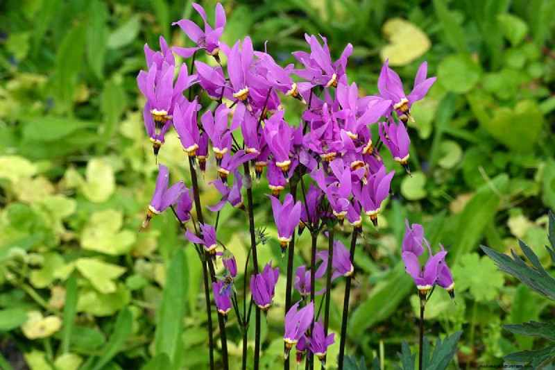 Cultivo de flores silvestres de estrellas fugaces:guía de cuidado y cultivo 