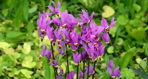 Cultivo de flores silvestres de estrellas fugaces:guía de cuidado y cultivo 