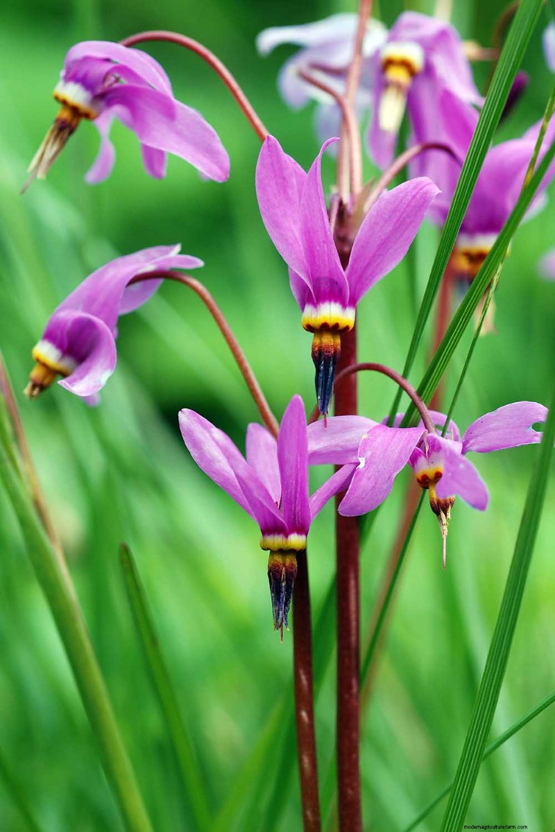 Cultivo de flores silvestres de estrellas fugaces:guía de cuidado y cultivo 