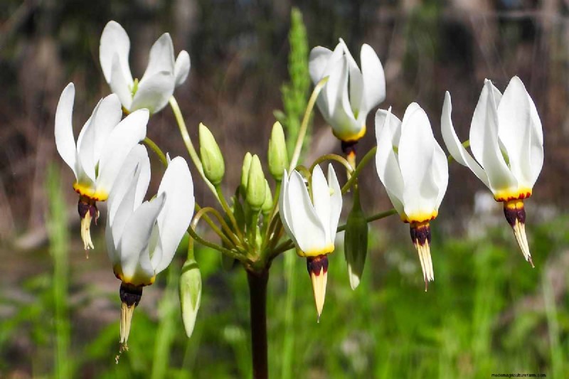 Cultivo de flores silvestres de estrellas fugaces:guía de cuidado y cultivo 