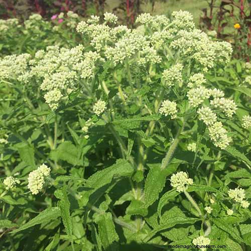 Le migliori erbe tolleranti all ombra per un giardino fiorente 