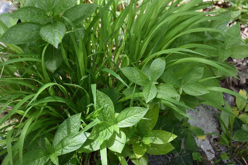 Le migliori erbe tolleranti all ombra per un giardino fiorente 