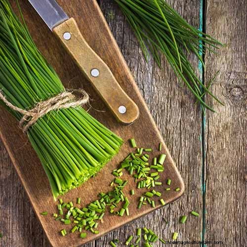 Le migliori erbe tolleranti all ombra per un giardino fiorente 