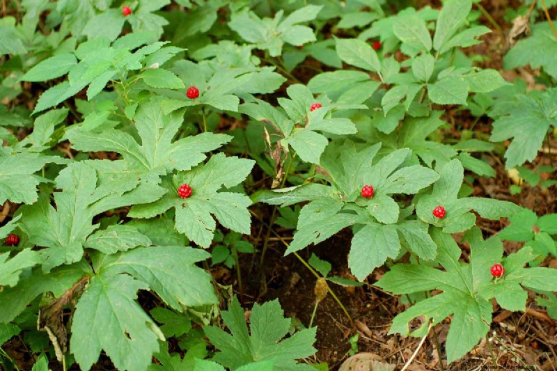 Le migliori erbe tolleranti all ombra per un giardino fiorente 