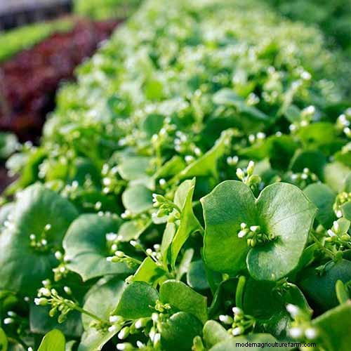 Le migliori erbe tolleranti all ombra per un giardino fiorente 