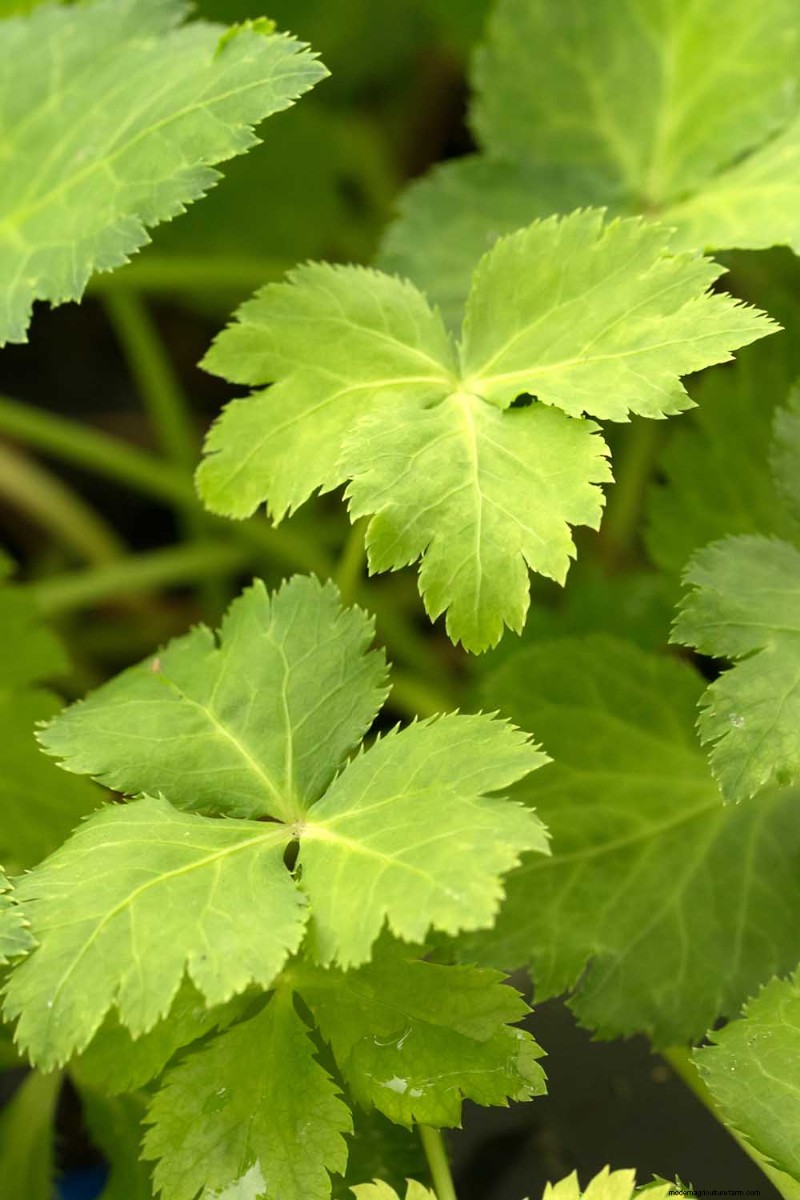Le migliori erbe tolleranti all ombra per un giardino fiorente 