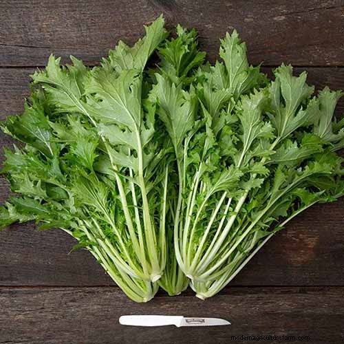Le migliori erbe tolleranti all ombra per un giardino fiorente 