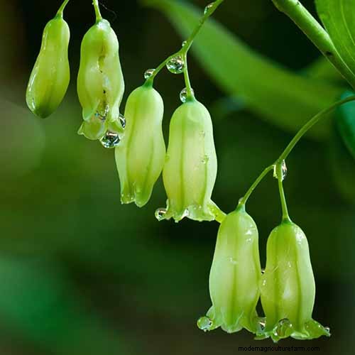 Le migliori erbe tolleranti all ombra per un giardino fiorente 