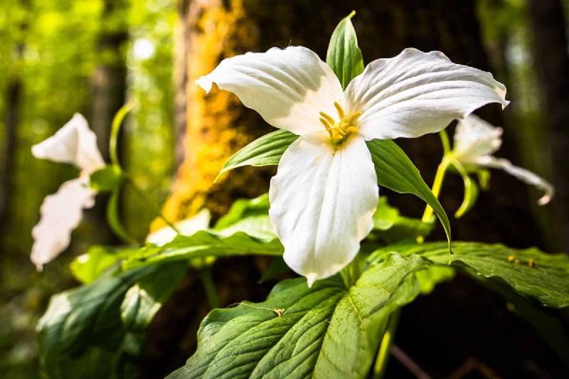 Le migliori erbe tolleranti all ombra per un giardino fiorente 