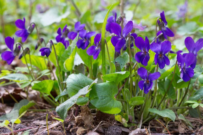 Le migliori erbe tolleranti all ombra per un giardino fiorente 