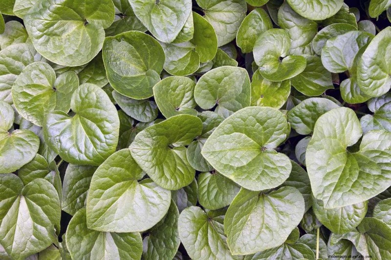 Le migliori erbe tolleranti all ombra per un giardino fiorente 