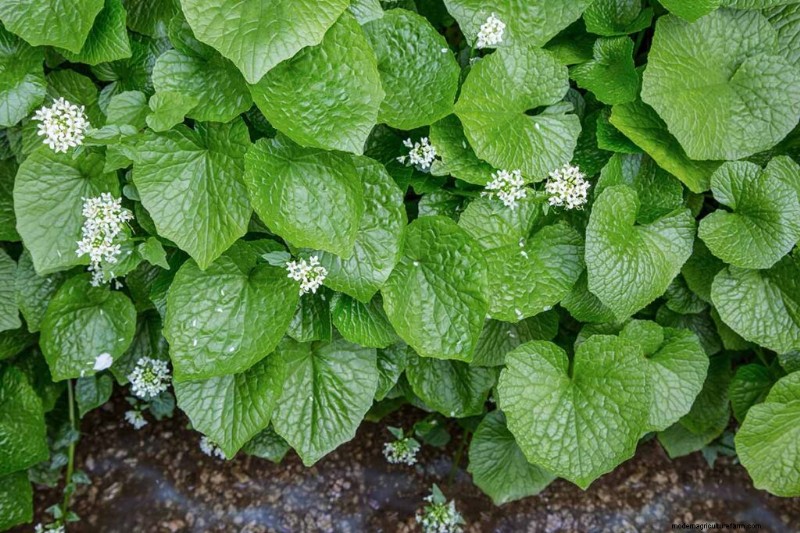 Le migliori erbe tolleranti all ombra per un giardino fiorente 