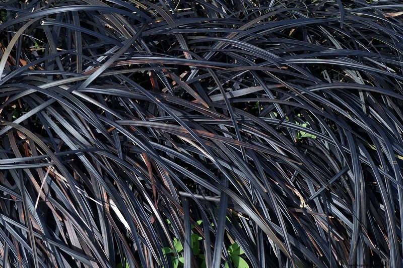 Black Mondo Grass:coltivazione e usi paesaggistici | Ophiopogon planiscapus 