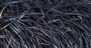 Rumput Mondo Hitam:Budidaya &Pemanfaatan Lanskap | Ophiopogon planiscapus 