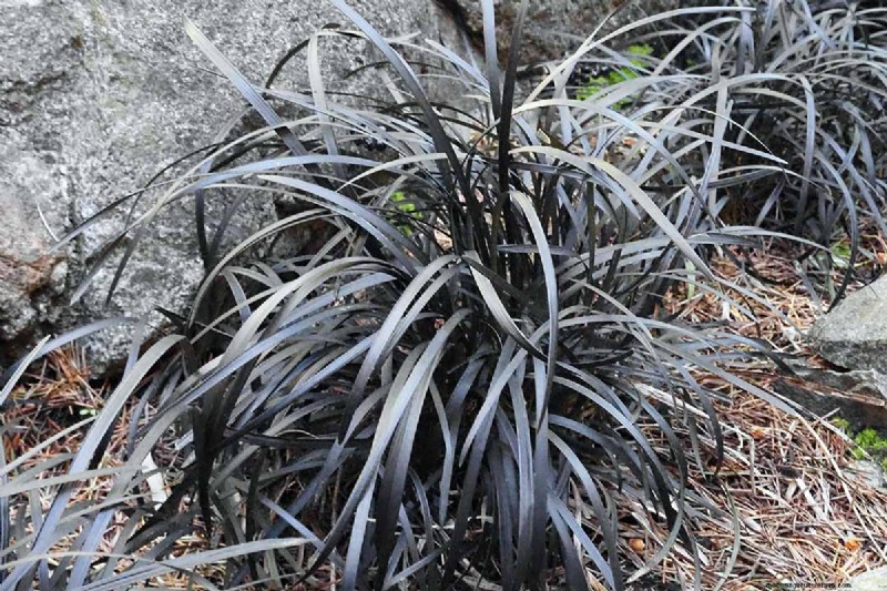 Black Mondo Grass:coltivazione e usi paesaggistici | Ophiopogon planiscapus 