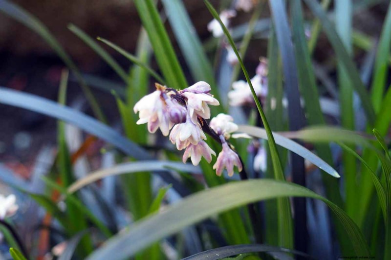Black Mondo Grass:coltivazione e usi paesaggistici | Ophiopogon planiscapus 
