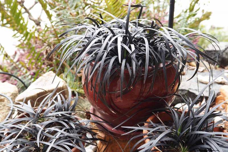 Black Mondo Grass:coltivazione e usi paesaggistici | Ophiopogon planiscapus 