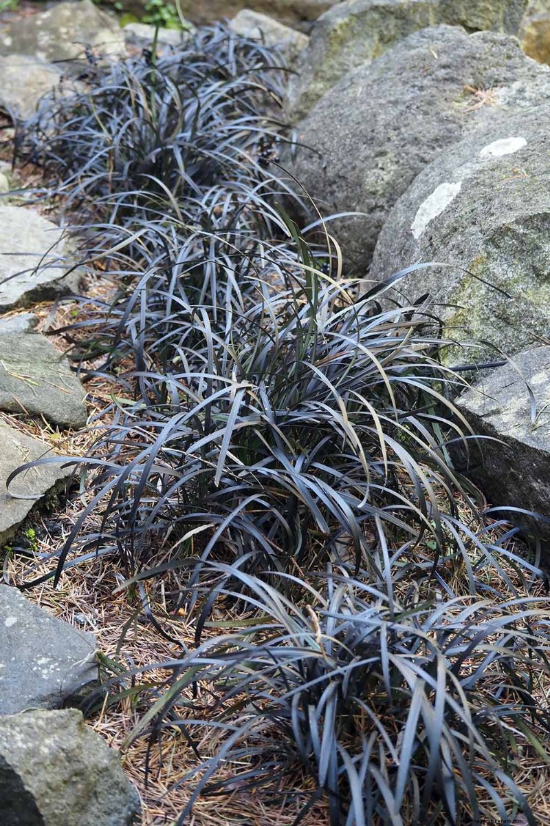 Black Mondo Grass:coltivazione e usi paesaggistici | Ophiopogon planiscapus 