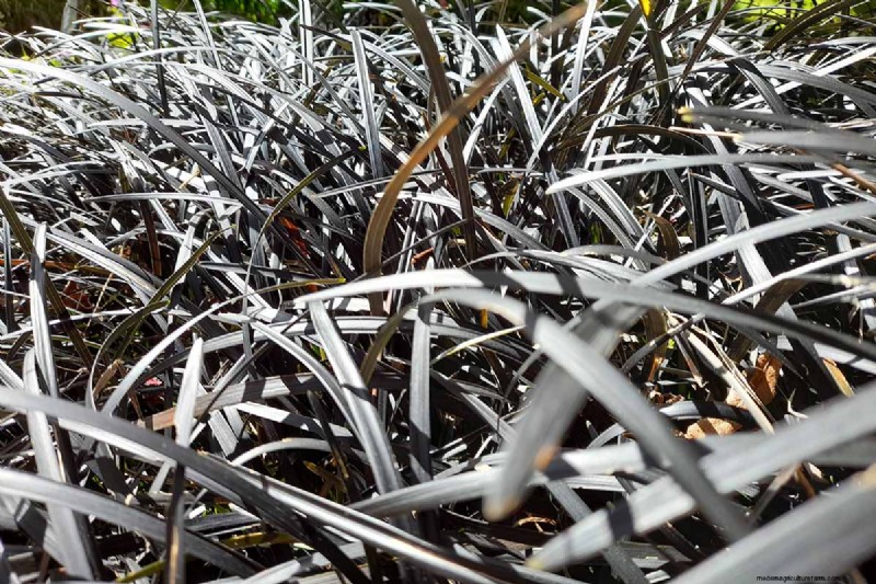 Black Mondo Grass:coltivazione e usi paesaggistici | Ophiopogon planiscapus 