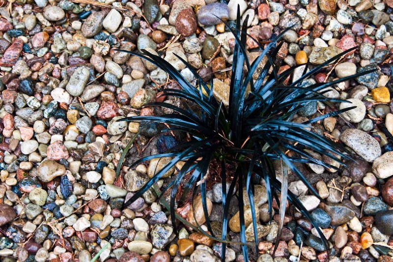 Black Mondo Grass:coltivazione e usi paesaggistici | Ophiopogon planiscapus 