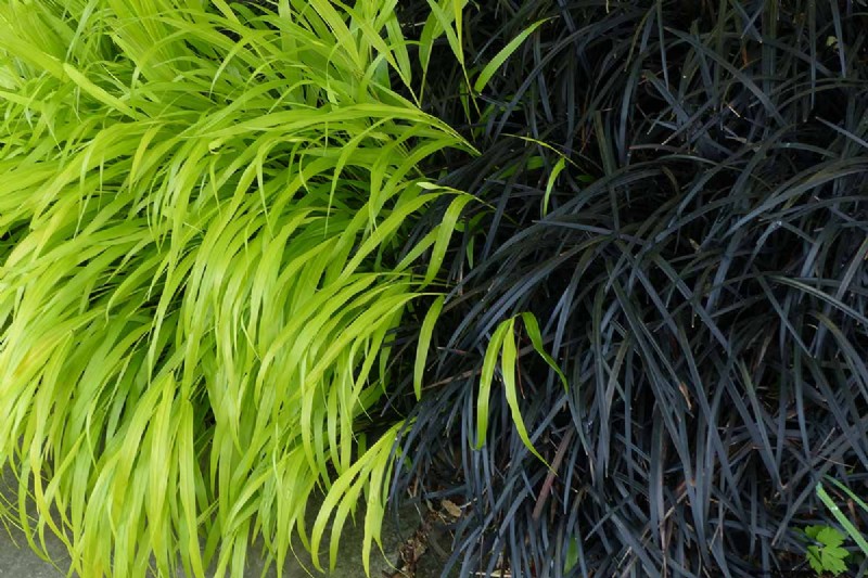 Black Mondo Grass:coltivazione e usi paesaggistici | Ophiopogon planiscapus 