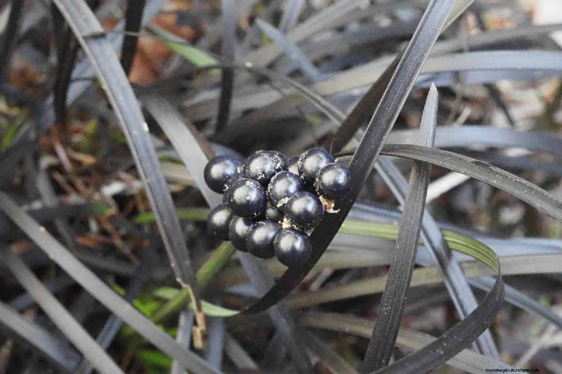 Black Mondo Grass:coltivazione e usi paesaggistici | Ophiopogon planiscapus 
