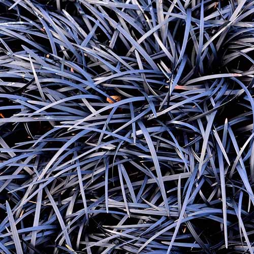 Black Mondo Grass:coltivazione e usi paesaggistici | Ophiopogon planiscapus 