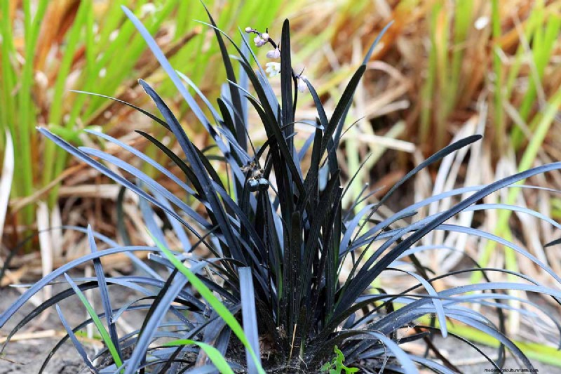 Black Mondo Grass:coltivazione e usi paesaggistici | Ophiopogon planiscapus 