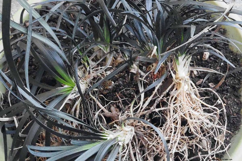 Black Mondo Grass:coltivazione e usi paesaggistici | Ophiopogon planiscapus 