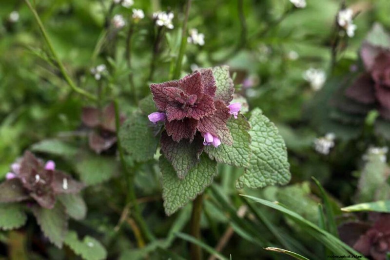 Eetbaar en medicinaal onkruid:39 veel voorkomende planten voor gezondheid en welzijn 