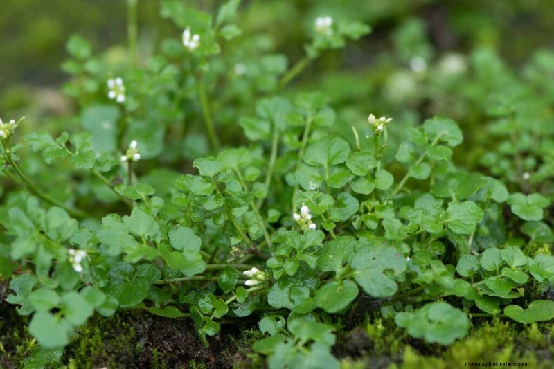 Eetbaar en medicinaal onkruid:39 veel voorkomende planten voor gezondheid en welzijn 