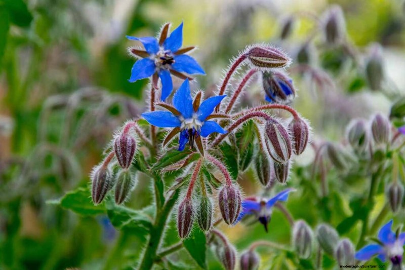 Eetbaar en medicinaal onkruid:39 veel voorkomende planten voor gezondheid en welzijn 