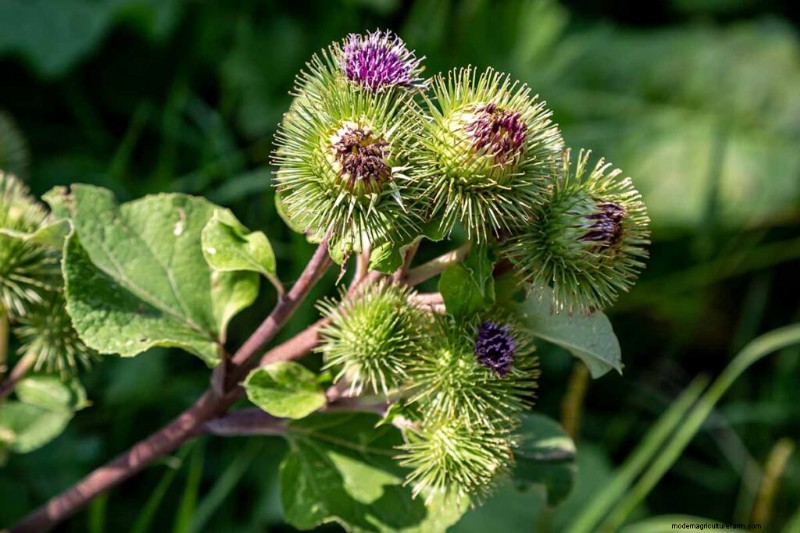 Eetbaar en medicinaal onkruid:39 veel voorkomende planten voor gezondheid en welzijn 