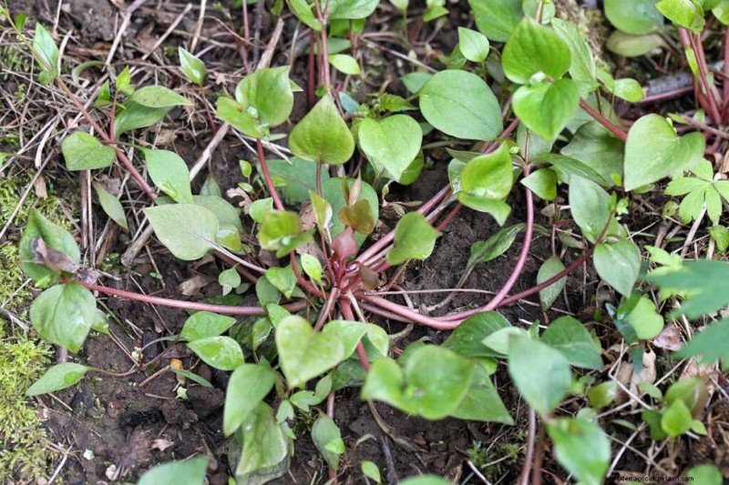 Eetbaar en medicinaal onkruid:39 veel voorkomende planten voor gezondheid en welzijn 