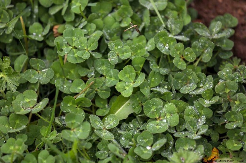 Eetbaar en medicinaal onkruid:39 veel voorkomende planten voor gezondheid en welzijn 