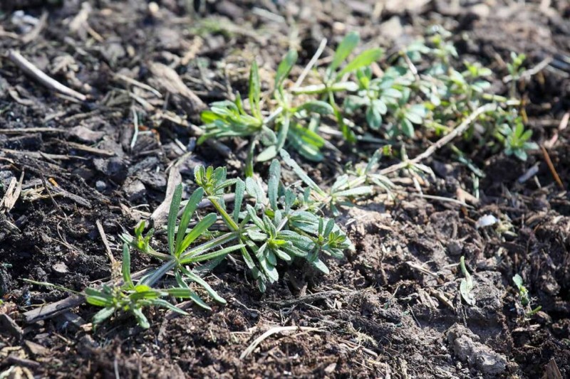 Eetbaar en medicinaal onkruid:39 veel voorkomende planten voor gezondheid en welzijn 
