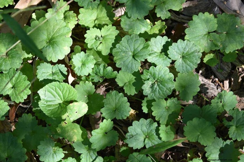 Eetbaar en medicinaal onkruid:39 veel voorkomende planten voor gezondheid en welzijn 