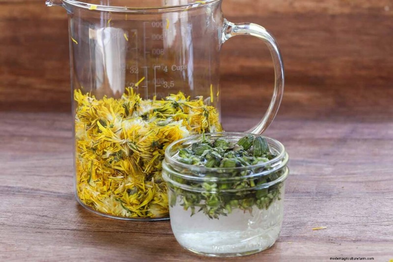 Eetbaar en medicinaal onkruid:39 veel voorkomende planten voor gezondheid en welzijn 