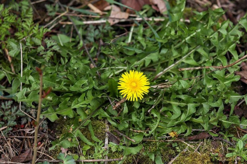 Eetbaar en medicinaal onkruid:39 veel voorkomende planten voor gezondheid en welzijn 