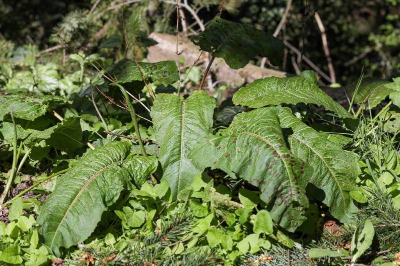 Eetbaar en medicinaal onkruid:39 veel voorkomende planten voor gezondheid en welzijn 