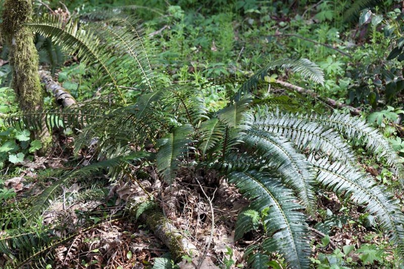 Eetbaar en medicinaal onkruid:39 veel voorkomende planten voor gezondheid en welzijn 