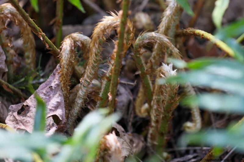 Eetbaar en medicinaal onkruid:39 veel voorkomende planten voor gezondheid en welzijn 